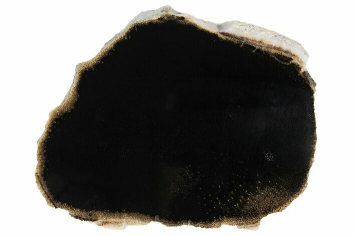 Polished Petrified Palmwood (Palmoxylon) Slice - Texas #166411